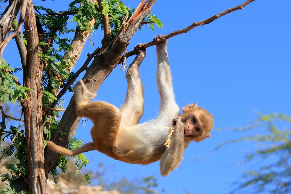 Dreaming of Monkeys? Here’s what it really means