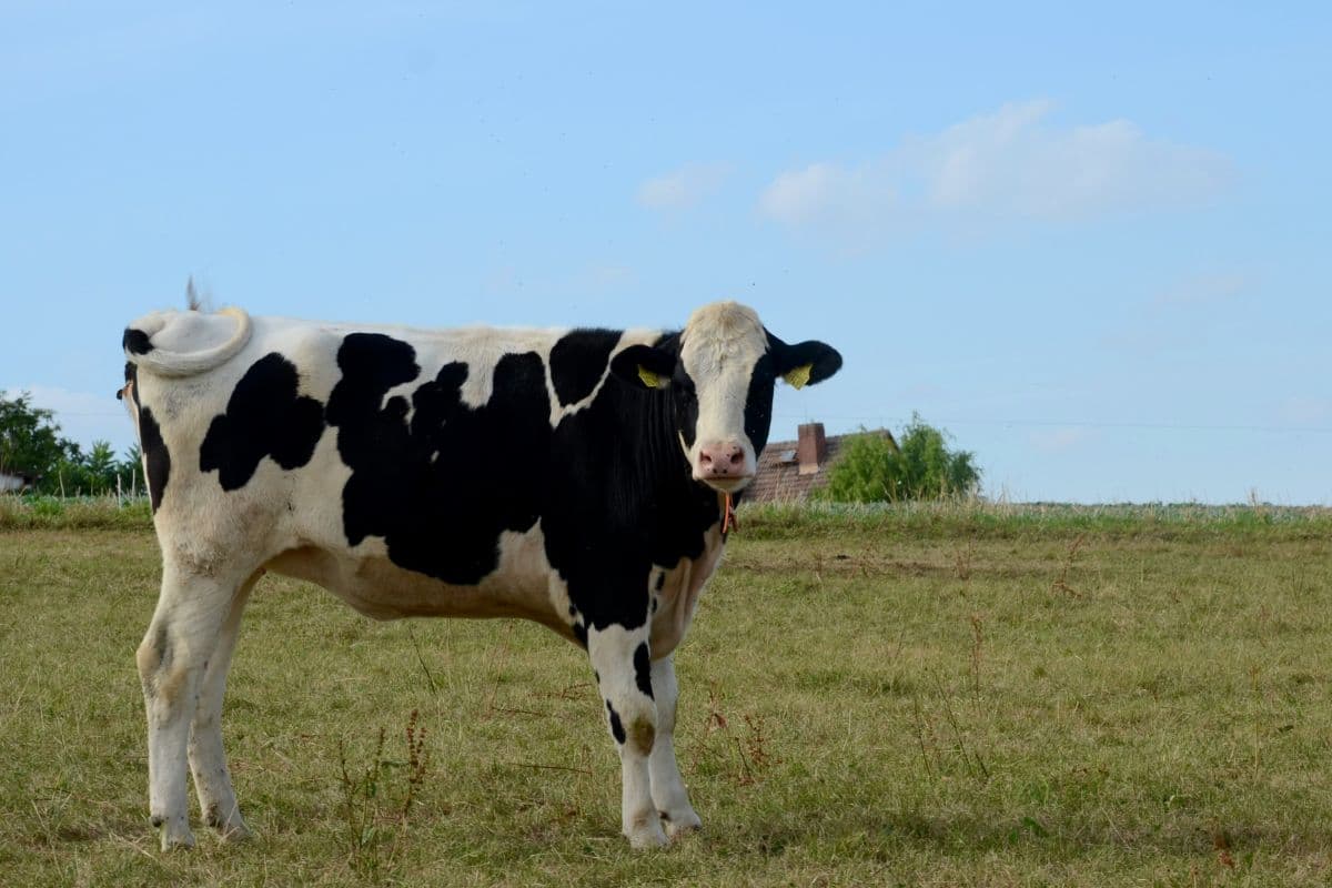 Cow Dream meaning: Powerful spiritual messages and future predictions